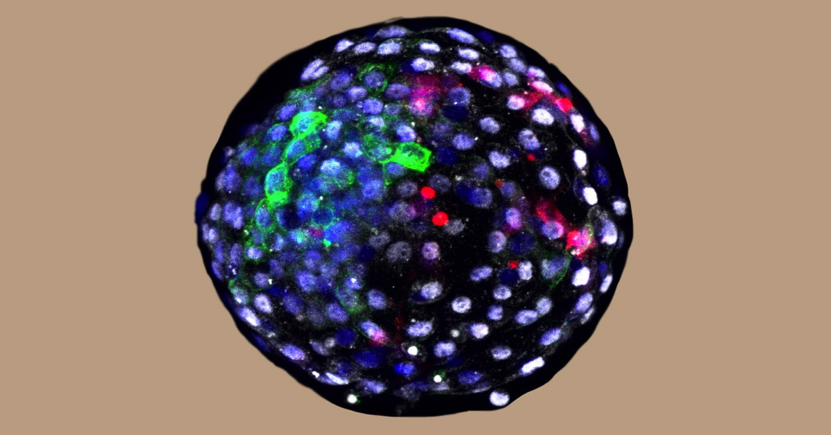 What happens when scientists get into monkey business?