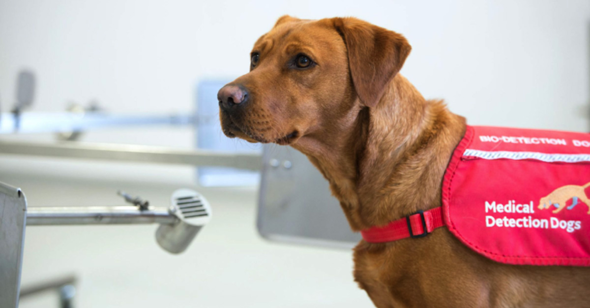 Our best friend, COVID’s worst enemy?