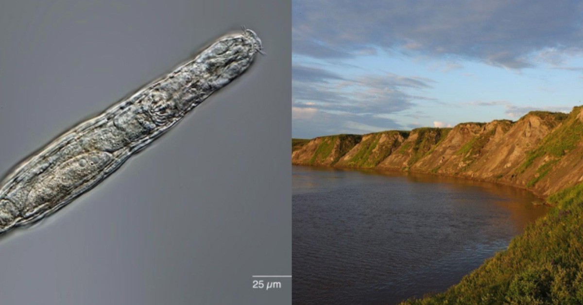 Time-travelling ancient creatures survive after 24,000 years.