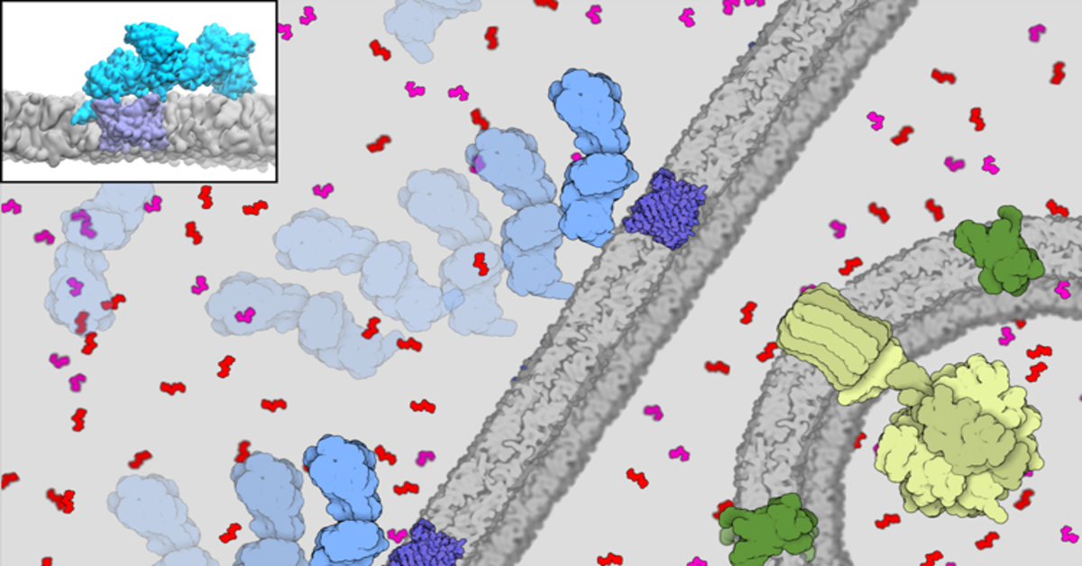 Supercomputers unveil how cells power life.