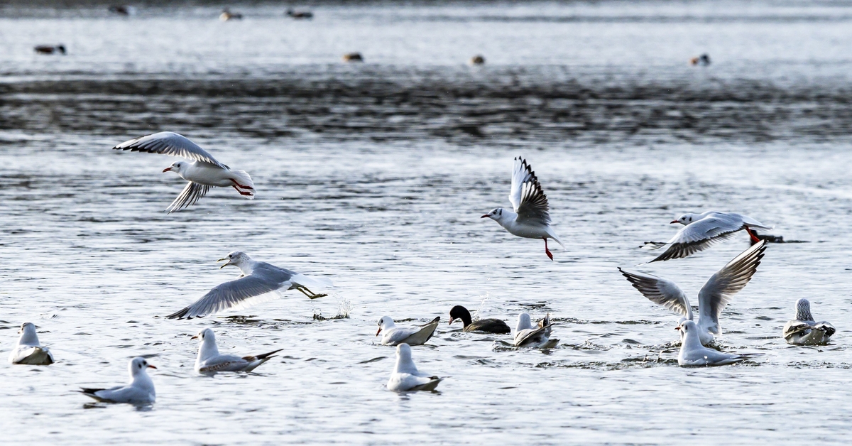 Dark wings help seabirds fly better.