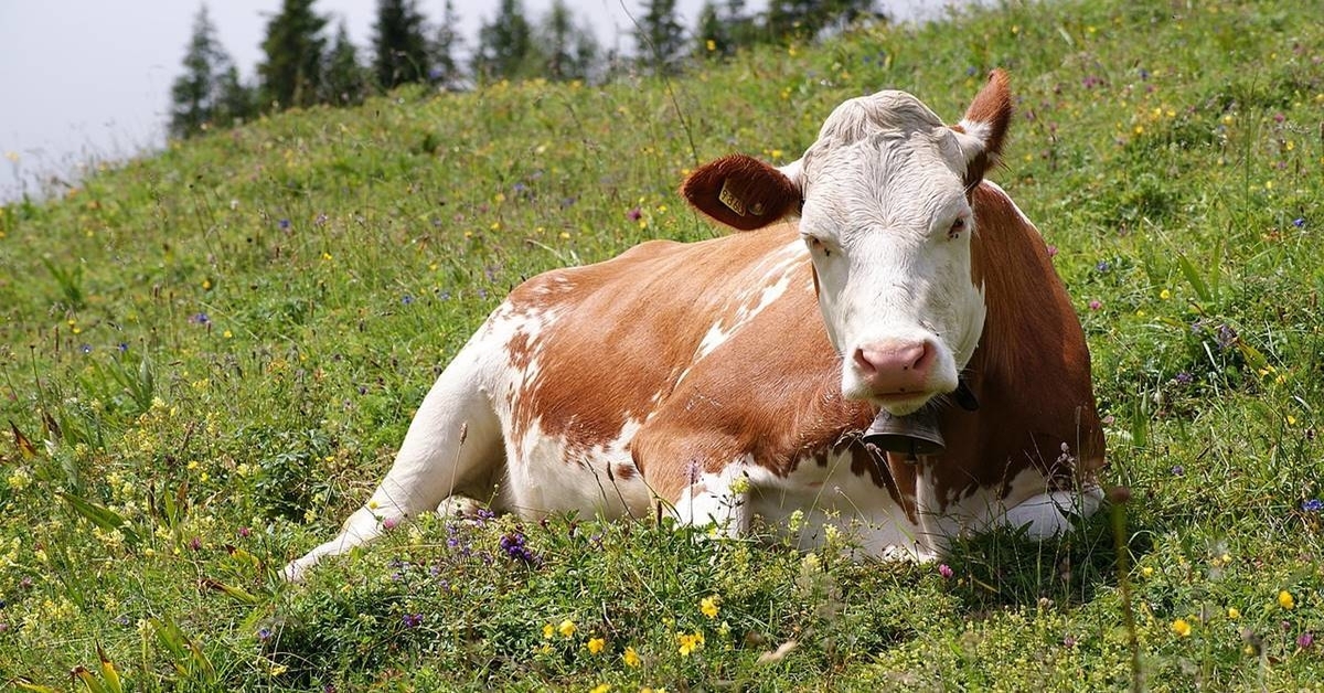 A spoonful of seaweed makes the emissions go down.