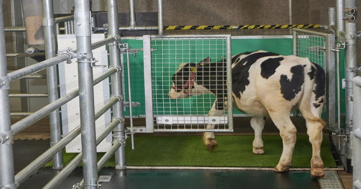 Potty-training Cows for Dummies.