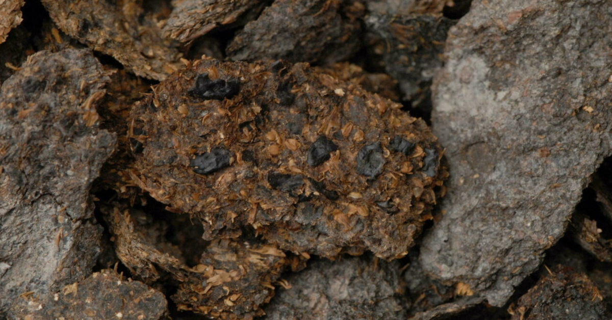 “Hold my beer (and cheese)!” said humans 2700 years ago.